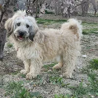 سگ معاوضه با بره شیری