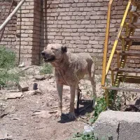 سگ سرابی
