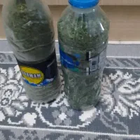 نعنا خشک شده|خوردنی و آشامیدنی|رشت, نخودچر|دیوار