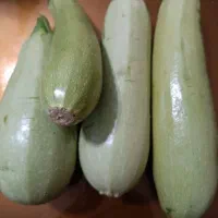 کدو خورشتی