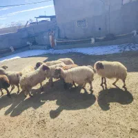 میش آبستن و میش بره|حیوانات مزرعه|زاغه, |دیوار