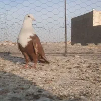 کبوتر کربلایی