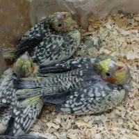 خانواده چهار نفره