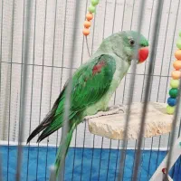 شاه طوطی ۵ ماهه