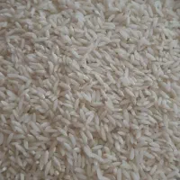 برنج محلی نمونه