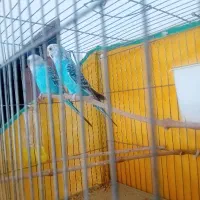 جفت مرغ عشق مولد