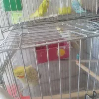 فروش چند پرنده توافقی عروس هلندی یه جفت مرغ عشق