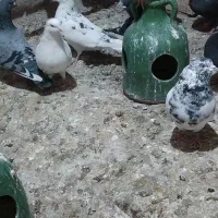 کبوتر پرشی|پرنده|محمدبار, |دیوار