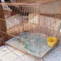 خرگوش|موش و خرگوش|بندرعباس, |دیوار