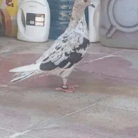 کبوتر سرور نر