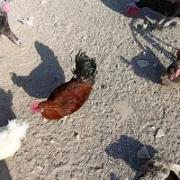 مرغ و خروس و جوجه مرغ و بوقلمون|حیوانات مزرعه|ماهدشت, |دیوار