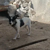 2عدد سگ پا کوتاه