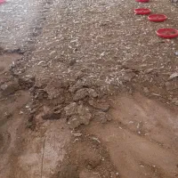 فروش کود حیوانی و مرغ گوشتی.|خدمات باغبانی و درختکاری|نیریز, |دیوار