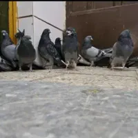 کفتر اصفهانی