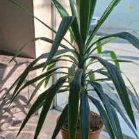 گل یوکا|گل و گیاه طبیعی|مشکیندشت, |دیوار