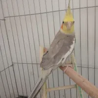 یک جفت عروس هلند سالم نر ماده|پرنده|شبستر, |دیوار