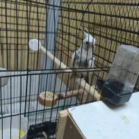 گمشده|حیوانات|شاهینشهر, حافظ شمالی|دیوار