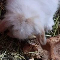 خرگوش لووپ اصیل توله|موش و خرگوش|بردسیر, |دیوار