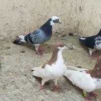 کبوتر|پرنده|شیراز, باجگاه|دیوار