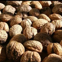 تکوندن/برداشت/هرس گردو/ اجاره خرید فروش گردو|خدمات باغبانی و درختکاری|شهریار, |دیوار