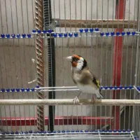 سهره جوجه قفس نر جوجه امسال سرمایی نقاب قفل