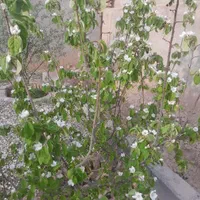 فروش-خانه-ویلایی-130-متری-2-خوابه