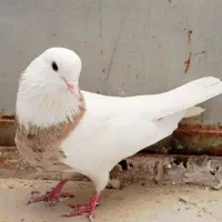 کبوتر طوقی زرد ماده فروش معاوضه