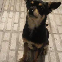 سگ‌دوبرمن‌مینیاتوری