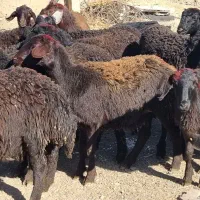 بره ماده قره قزل افشار صحیح و سالم|حیوانات مزرعه|زنجان, |دیوار