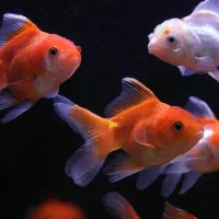 تعدادی ماهی آکواریومی