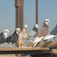 کبوتر پرشی شازده ابلغ سورور