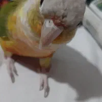 یک جفت گرینچیک رام و دستی