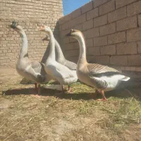 قوقاز|حیوانات مزرعه|سوسنگرد, |دیوار