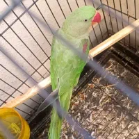 جوجه شاه طوطی / کاسکو عروس هلندی ملنگو مینا کوتوله|پرنده|مشهد, شهرک امام هادی (شهرک غرب)|دیوار