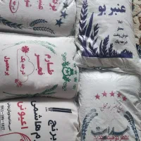 برنج عنبربو.طارم فجر.طارم هاشمی