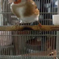 (( جوجه سهره ))|پرنده|تهران, بازار|دیوار