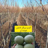 سبز نهال|خدمات باغبانی و درختکاری|خنداب, |دیوار