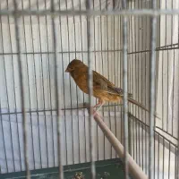 قناری دارچینی