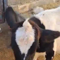 گاو با گوساله 9ماه