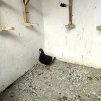 نر سیاه پلنگ