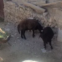 بره|حیوانات مزرعه|چنارود, |دیوار
