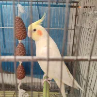 عروس هلندی ماده  رام