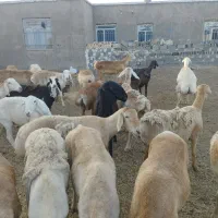 میش چینی درجه یک
