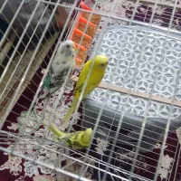 ۵ عدد مرغ عشق یکجا میفروشم نر و ماده|پرنده|نسیم‌شهر, |دیوار