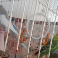 مرغ عشق