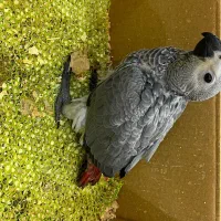 کاسکو شاتخم درجه یک فقط تافردا