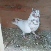 کفتر پرسی نسل دار