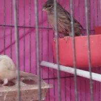 قناری|پرنده|اهواز, کمپلو شمالی|دیوار