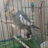 عروس هلندی نر