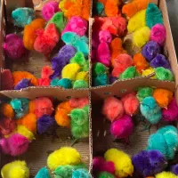 چوری پنبه ای خوشگل